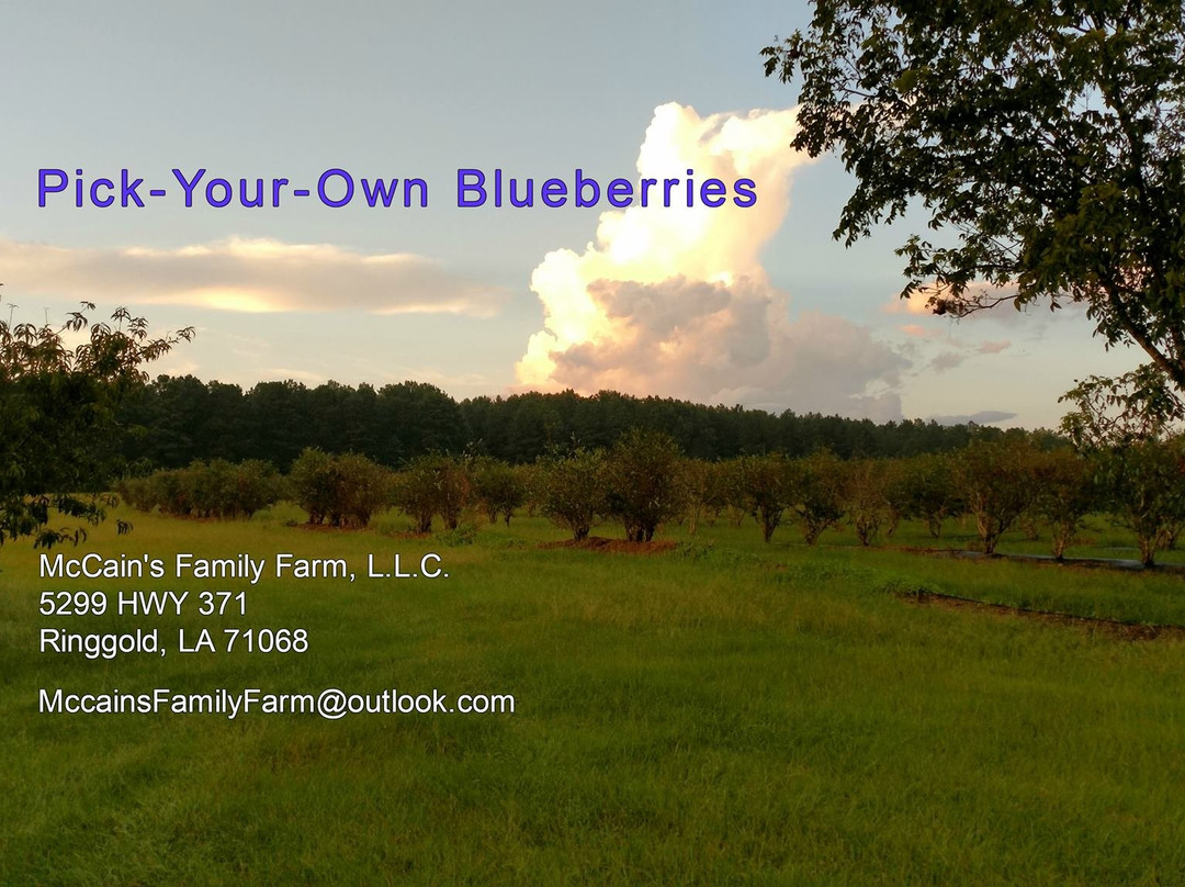 McCain's Family Farm景点图片