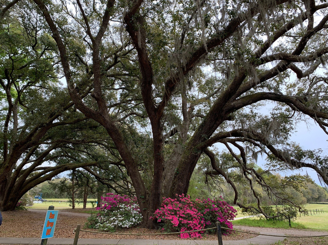 Charleston Tea Garden景点图片