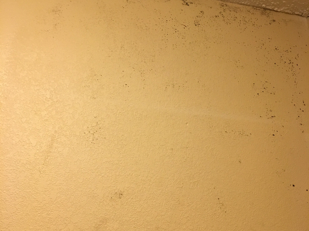 Quality Inn Americus主图