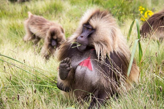 Royal Gondar Tours & Trekkings-贡德尔必去景点