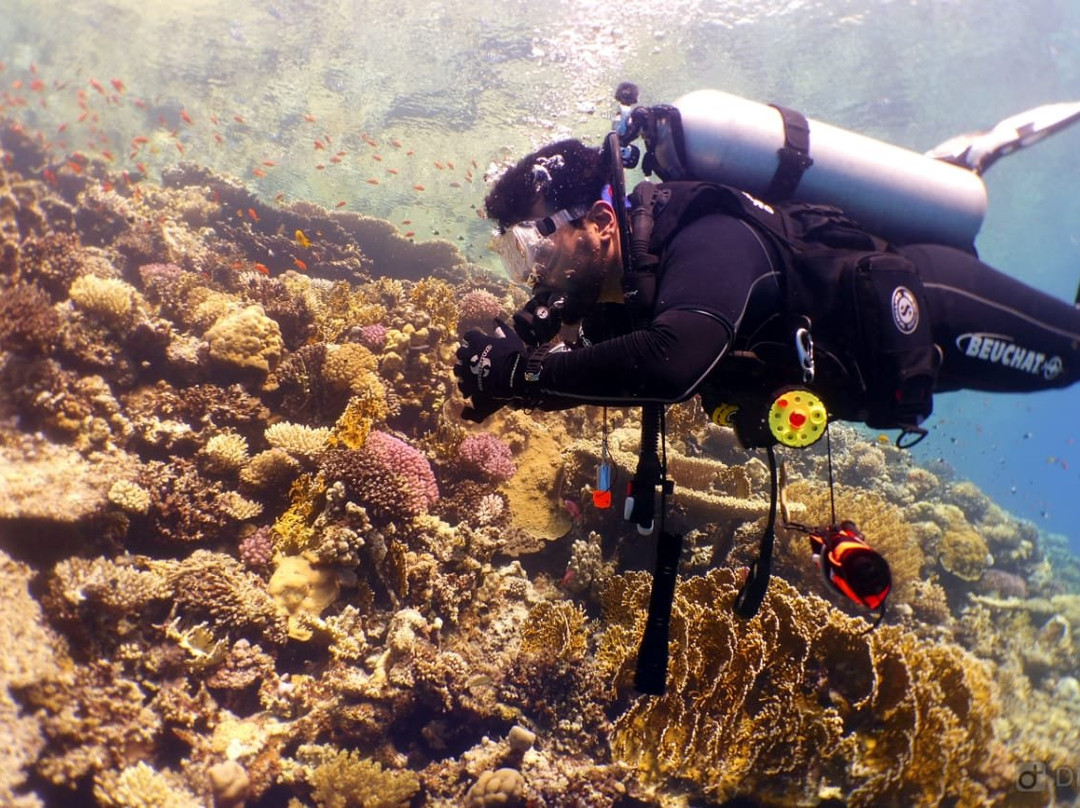 Bateel Diver-达曼必去景点