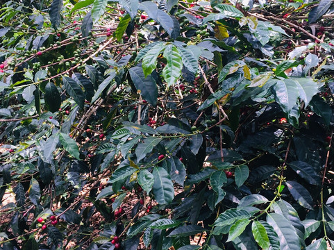 Finca Momota-萨伦托必去景点