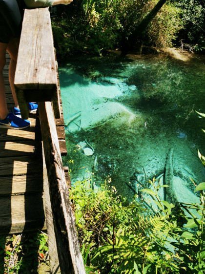 Juniper Springs-奥卡拉必去景点