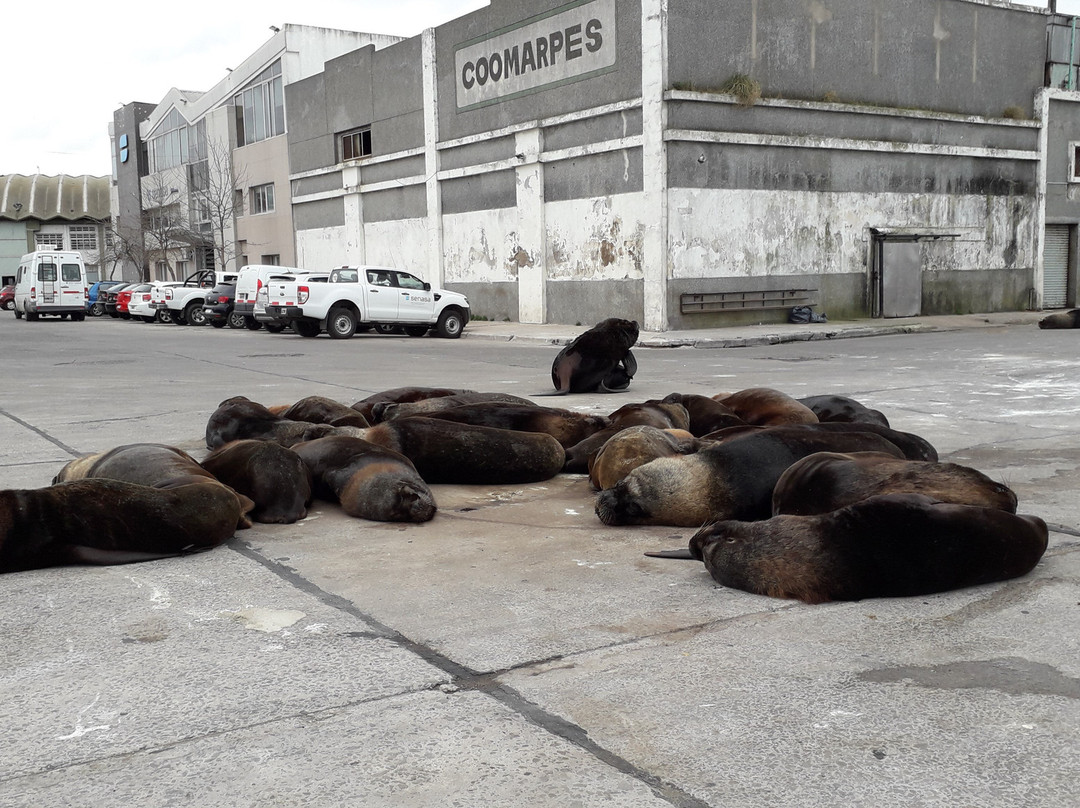 Reserva de Lobos Marinos景点图片