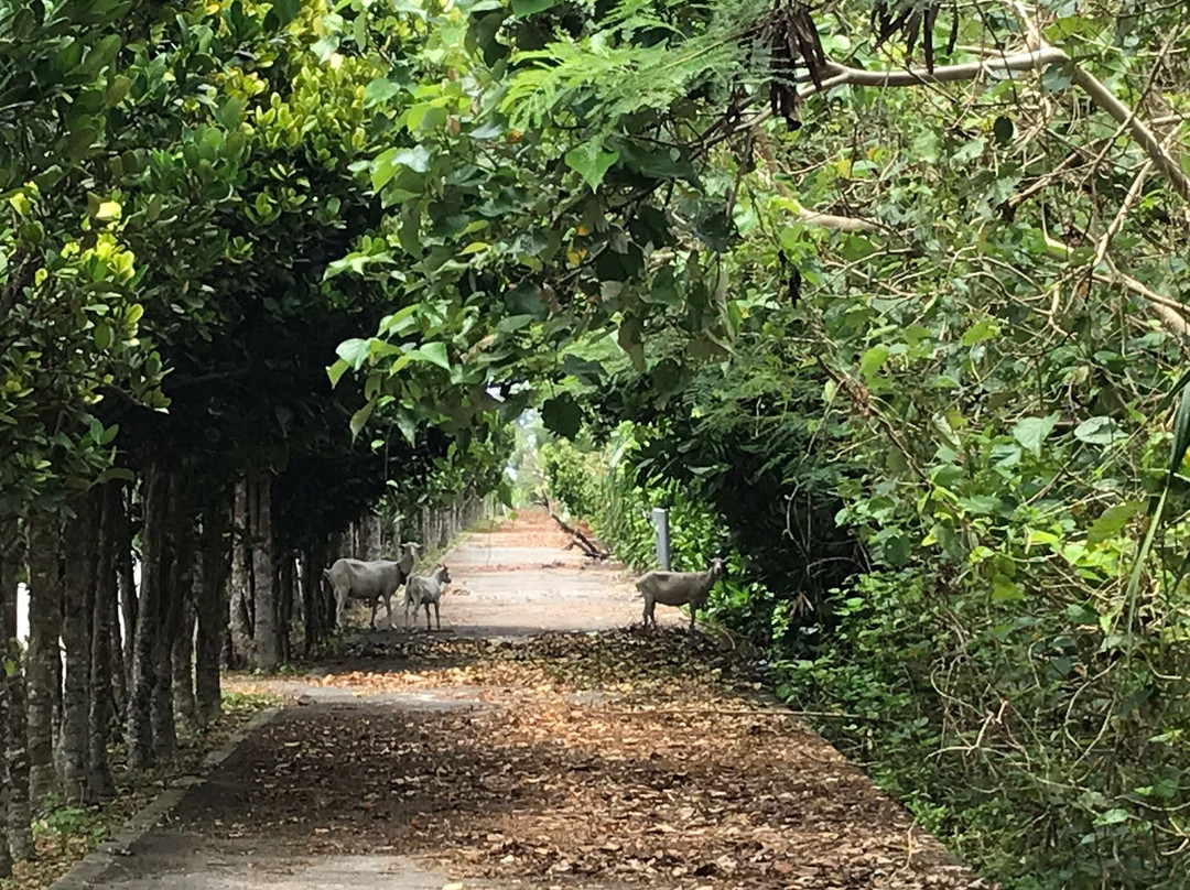 Taramajima Island景点图片