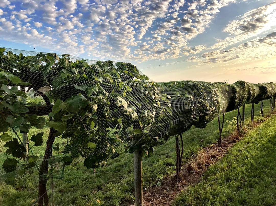 4e Winery景点图片