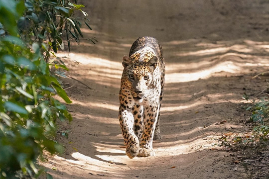 Ai Lion Travels-尼甘布必去景点