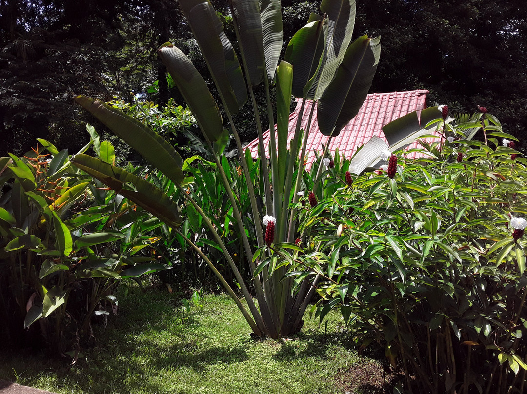 The Monkey Bowl主图