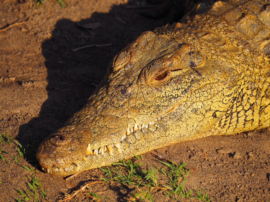 Shoreline Hippo and Croc Cruises-圣露西亚必去景点