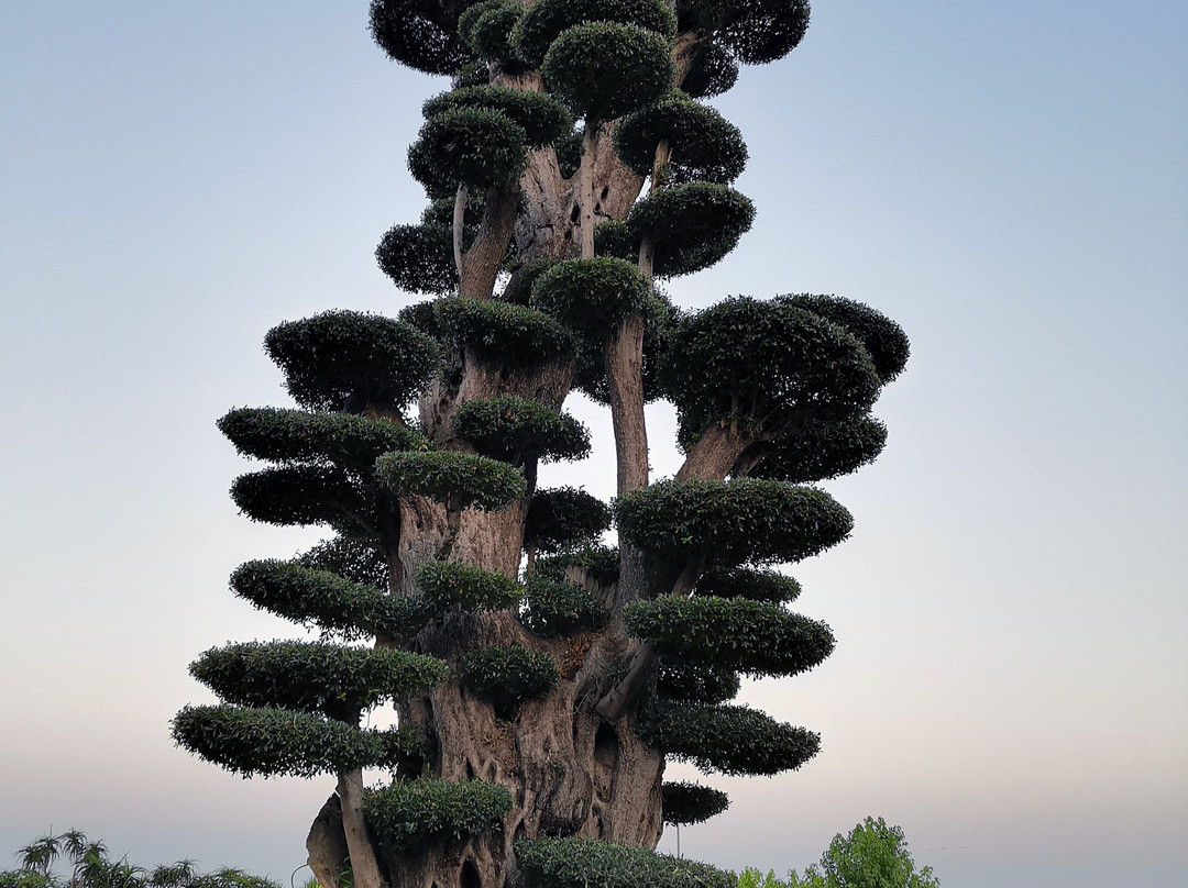 Radicepura景点图片