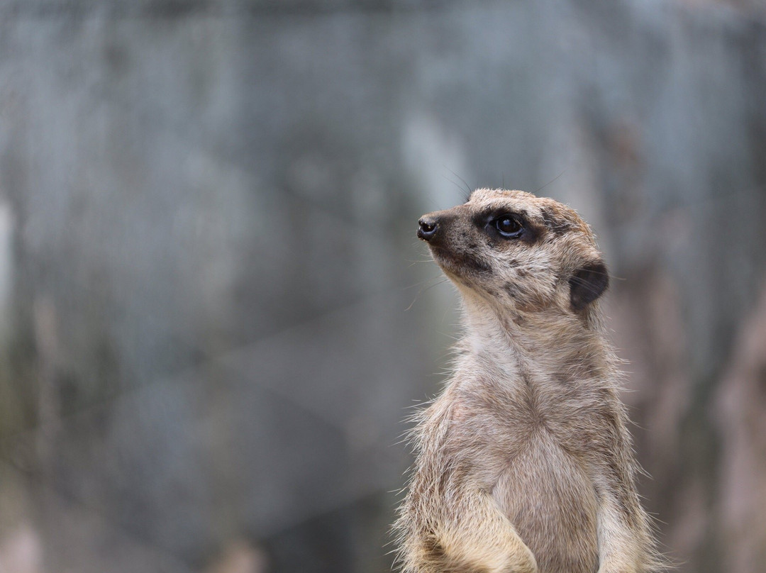 Misaki Amusement Park-美咲町必去景点