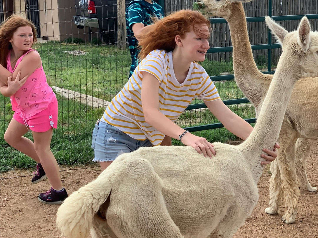 Blue Mesa Alpacas-圣菲必去景点