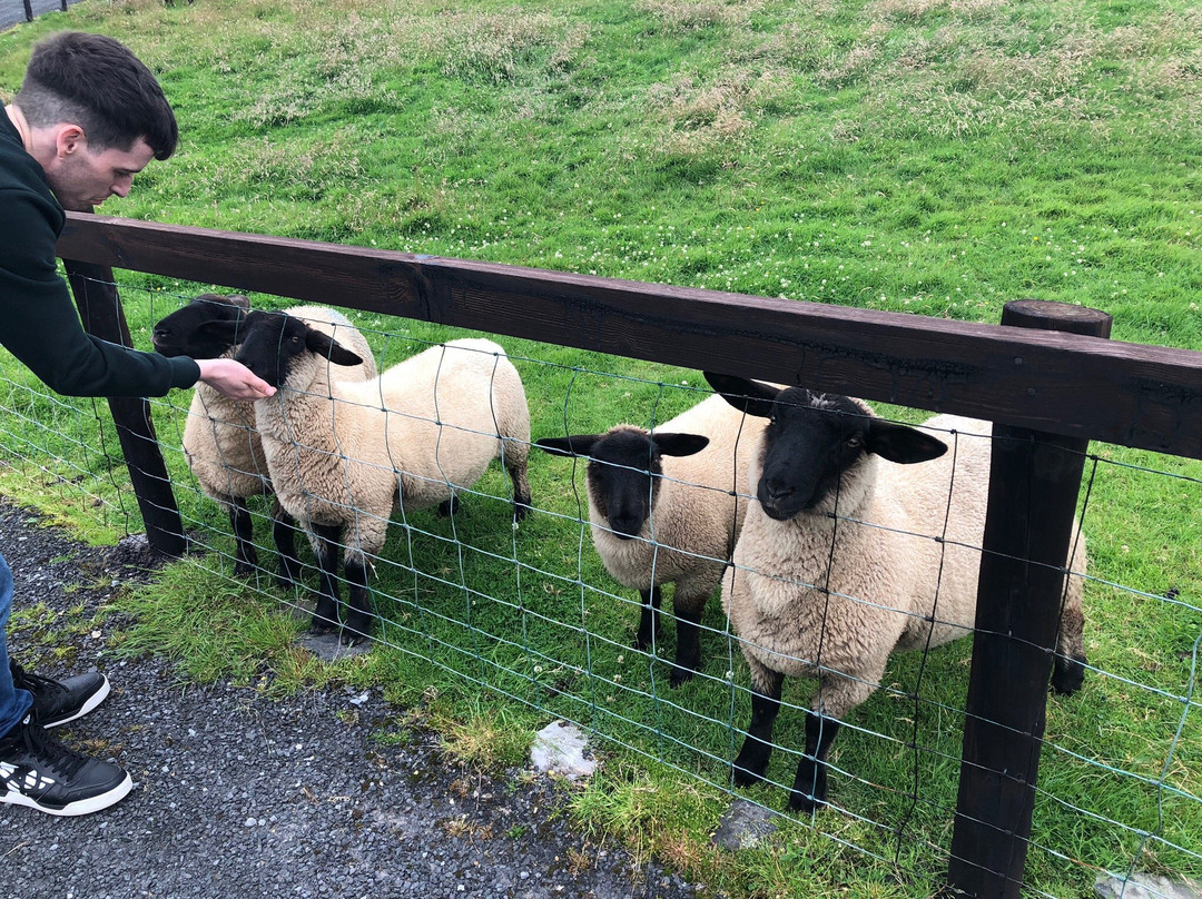 Moher Hill Open Farm-Liscannor必去景点