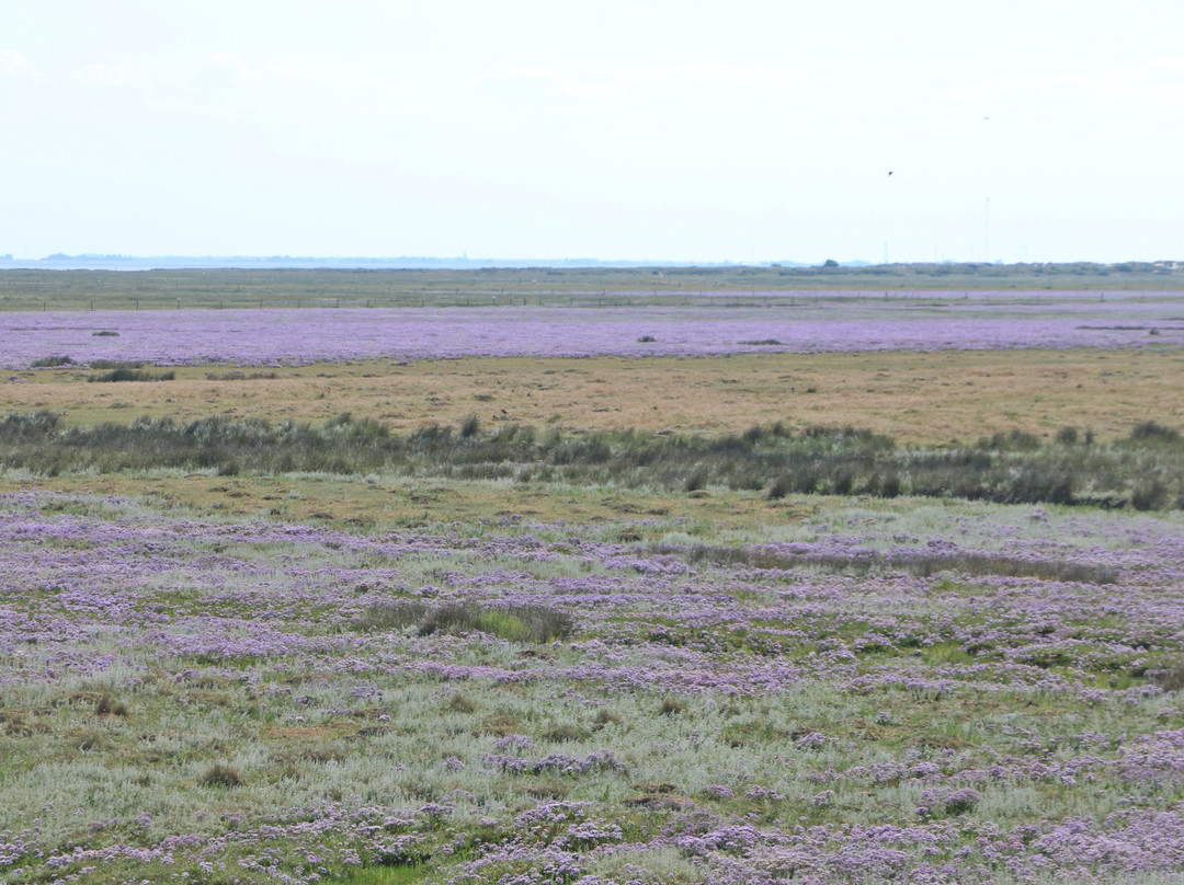 Dünenspaziergänge-斯匹科罗格必去景点