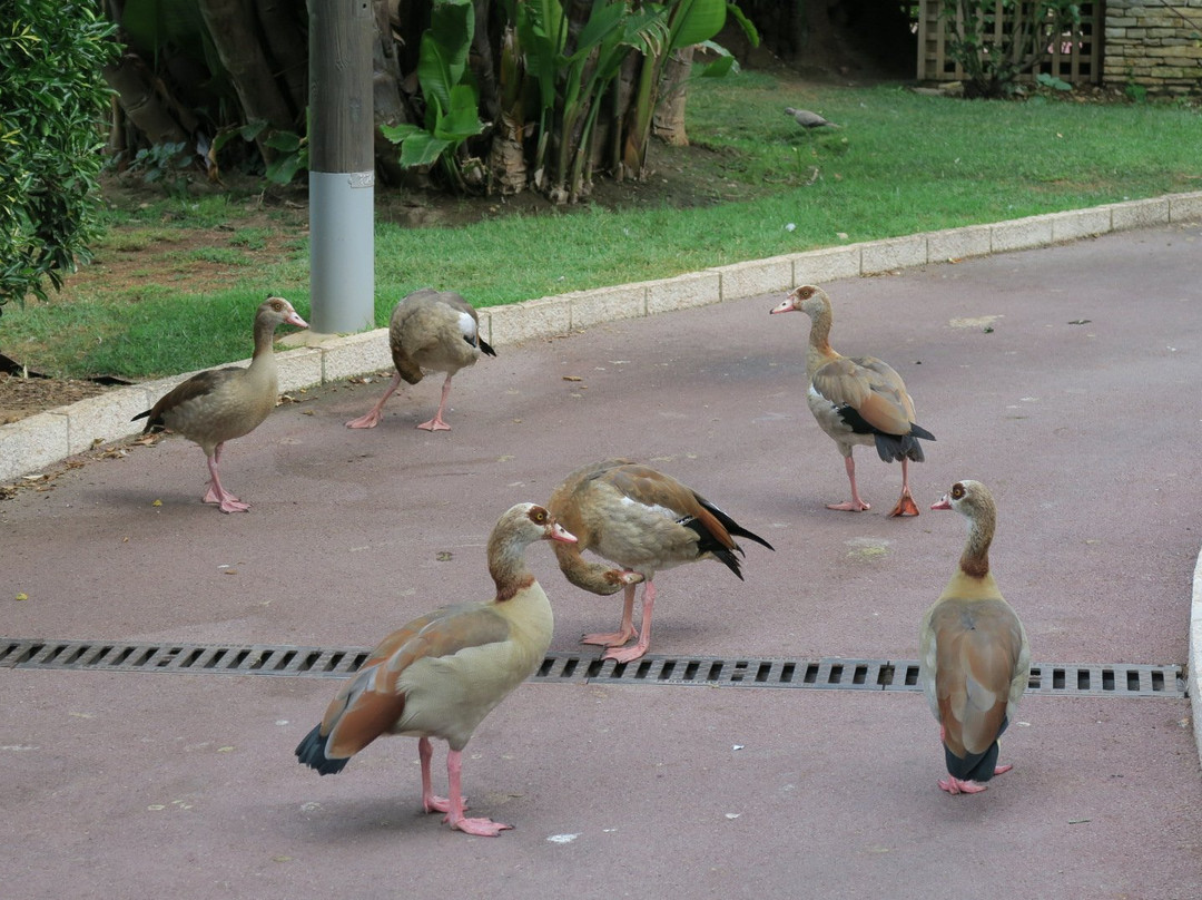 Jardin Aux Canards-丰维耶必去景点