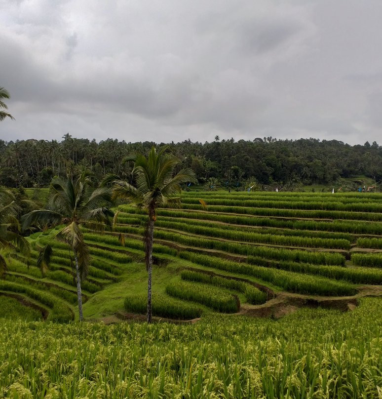 Belimbing Village-达巴南必去景点