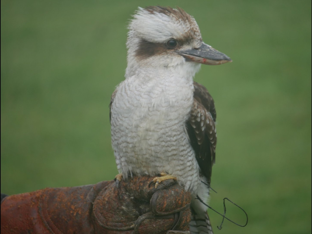 West Wales Falconry景点图片