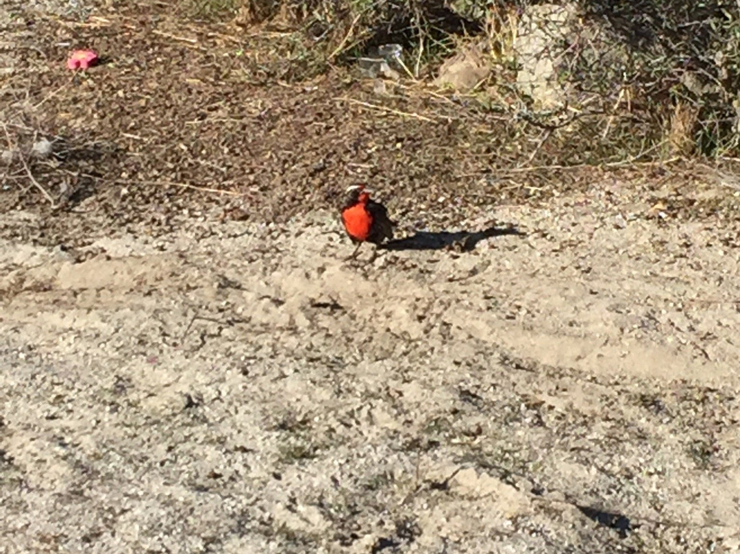 Parque Rupestre Monte Aranda-Los Vilos必去景点