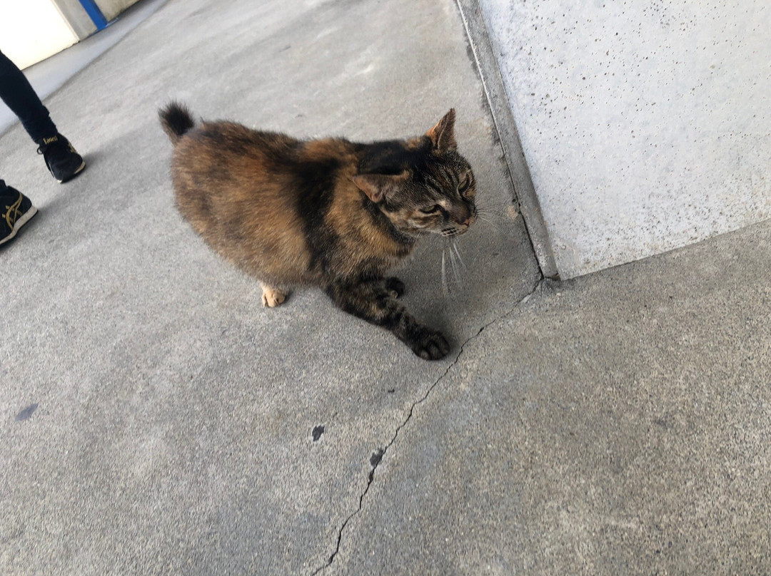 Azama Boat Shelter-南城市必去景点
