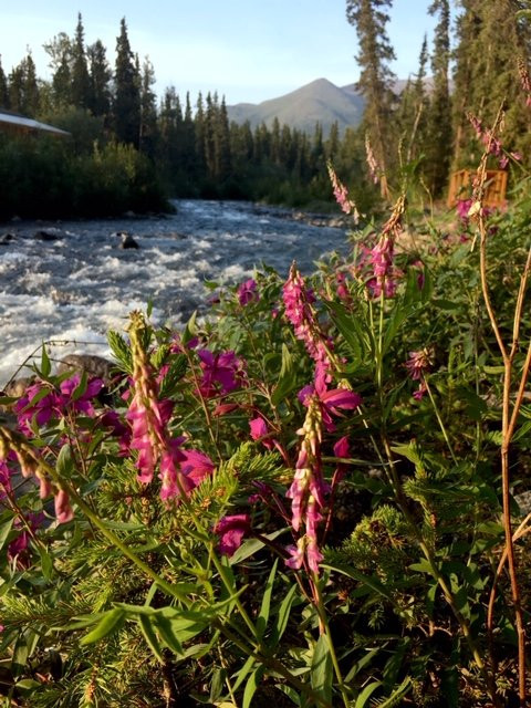 The Perch Resort主图