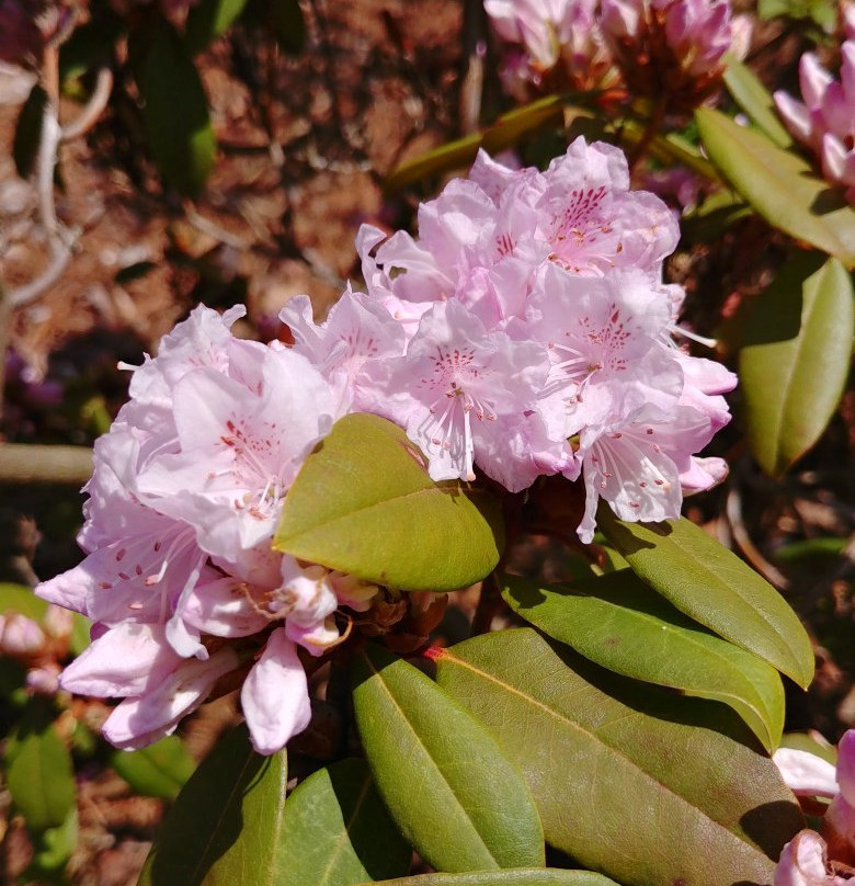 Brueckner Rhododendron Gardens-米西索加必去景点