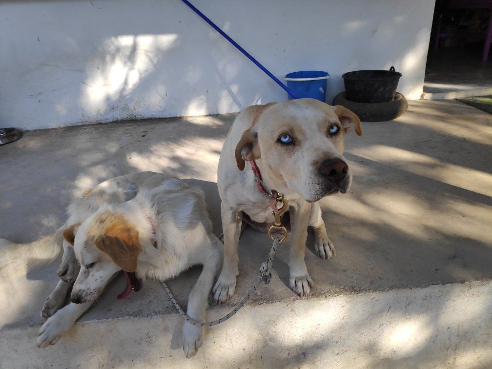 Horse Riding To The Beach-罗德城必去景点