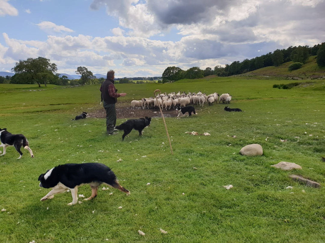 Working Sheepdogs景点图片