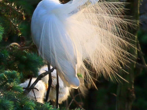 白鹭公园-三亚市必去景点