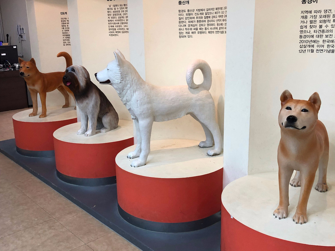 Jindo Dog Theme Park-珍岛郡必去景点