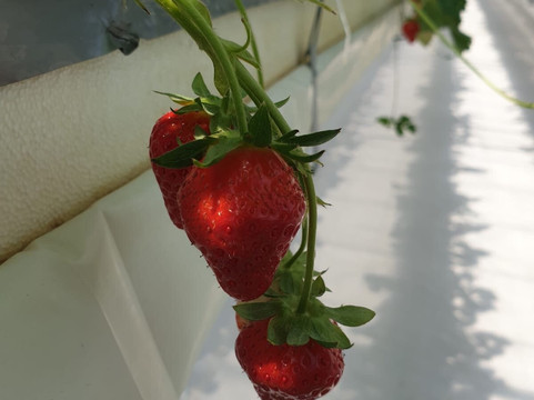 Strawberry Farm Haru-岸和田市必去景点