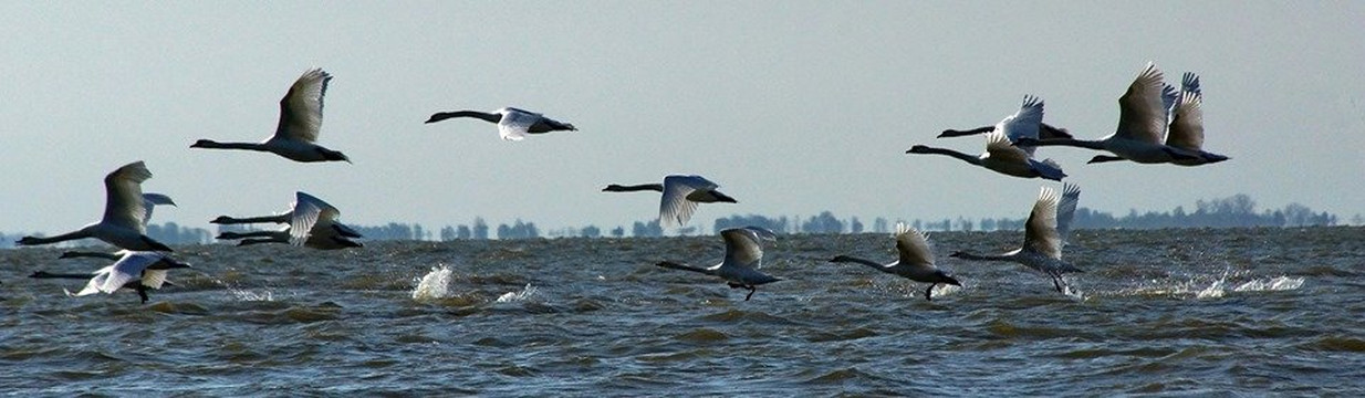 Lesnoye旅游攻略图片