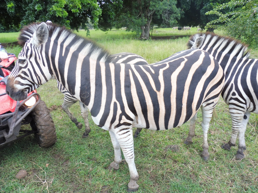 Safari Adventures景点图片