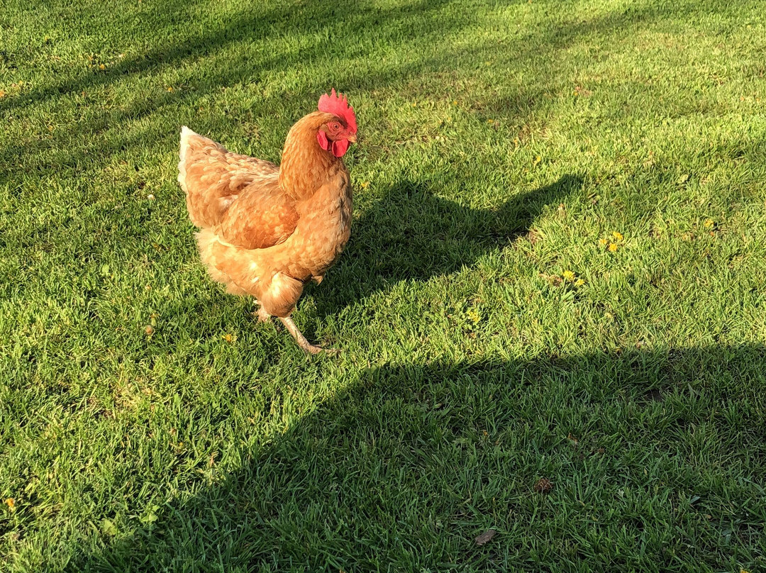 The Wilfrid Boutique Farmhouse主图