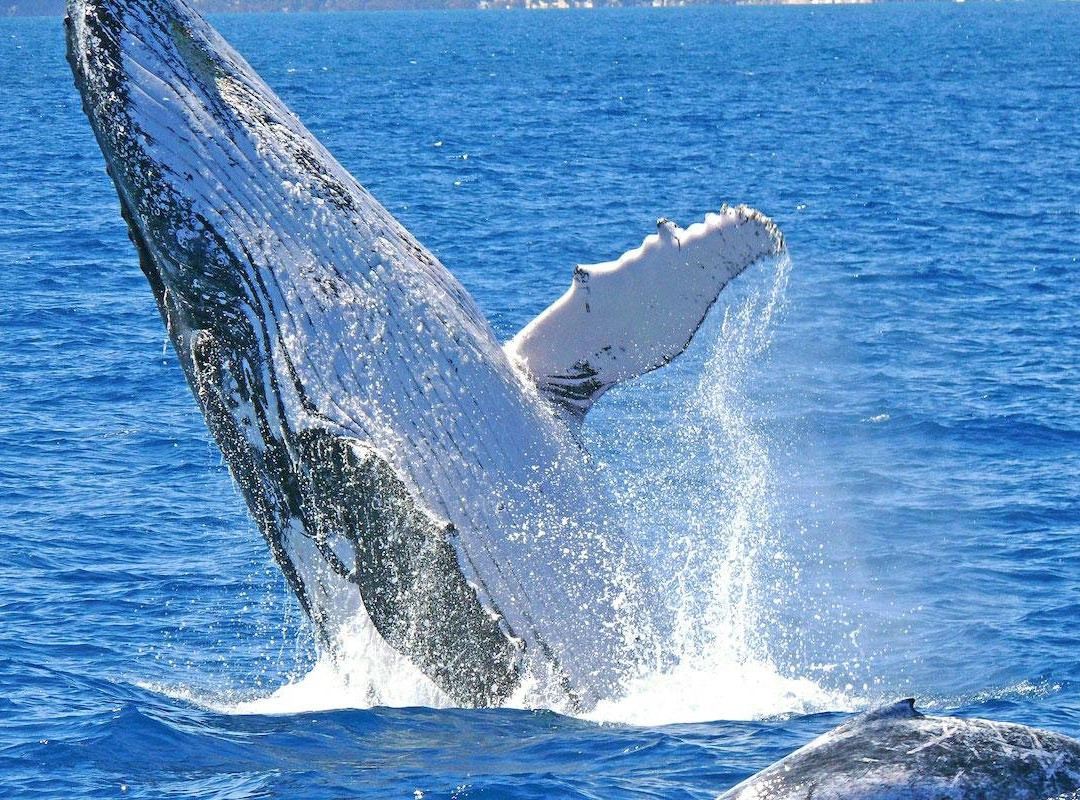 Cronulla Whale Watching景点图片