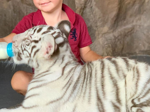 Hua Hin Safari-华欣必去景点