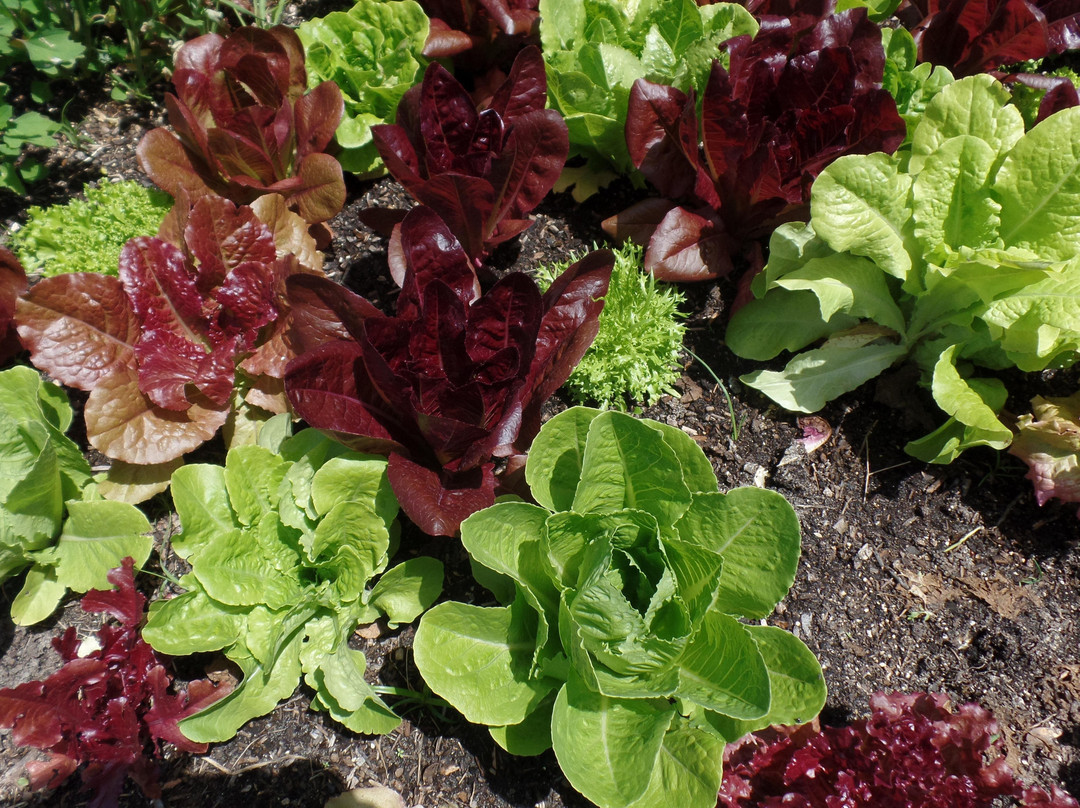 Jungle Life Herbs-O Brien必去景点