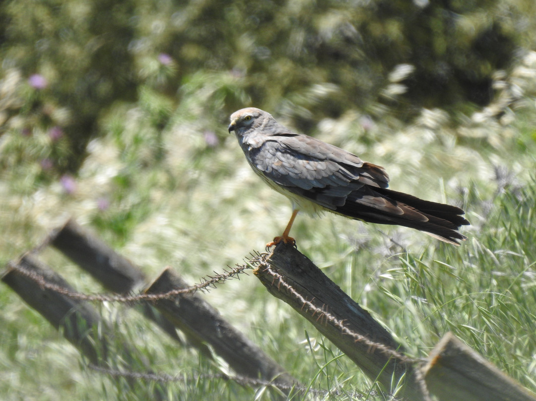 Granada Wildlife-格拉纳达必去景点