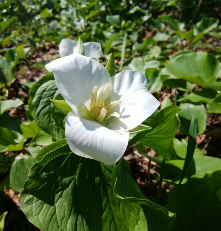 Kabutonuma Park-丰富町必去景点