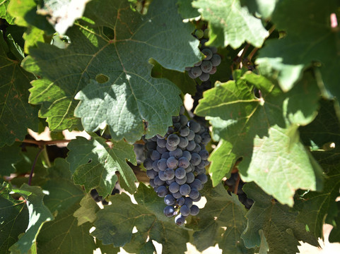 Tuscanist - Masters of Tuscany-阿雷佐必去景点