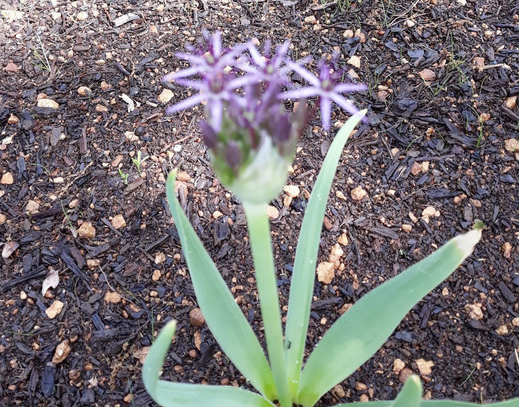 La Maison des Bois主图