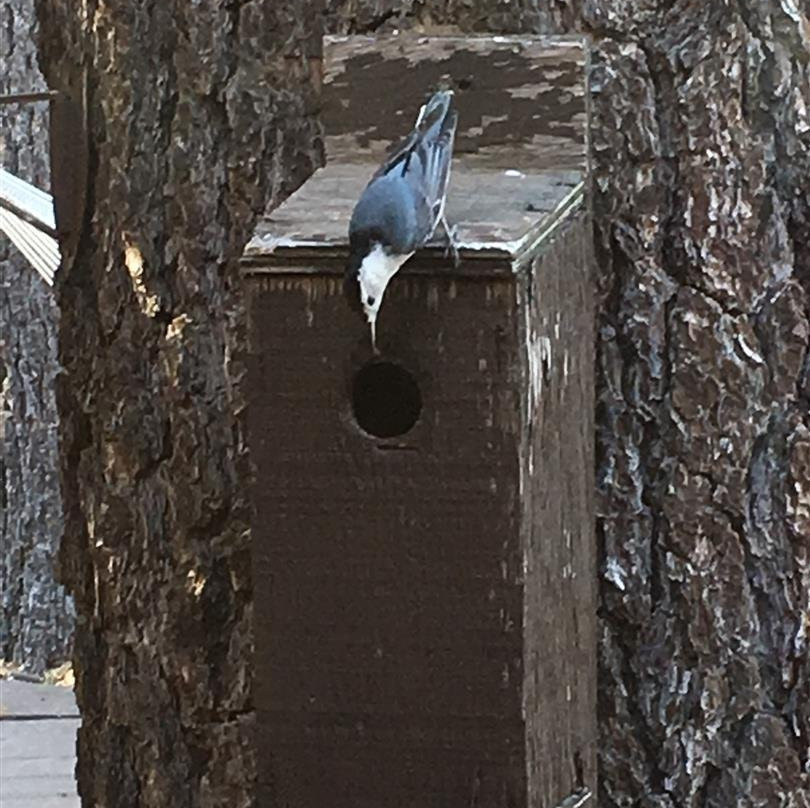 Strawberry Creek Inn主图