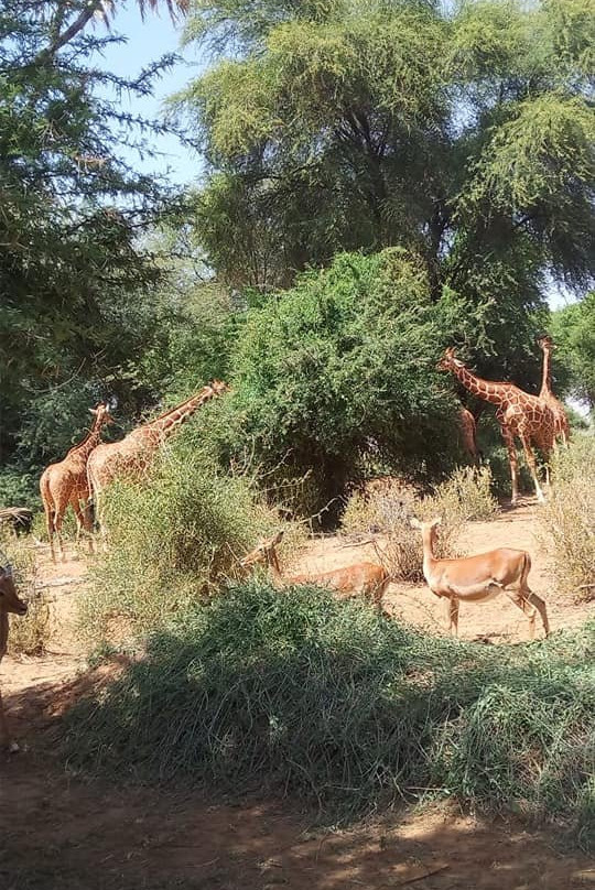 null-桑布鲁国家保护区