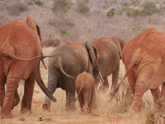 Girasole Tours And Safaris-瓦塔木必去景点