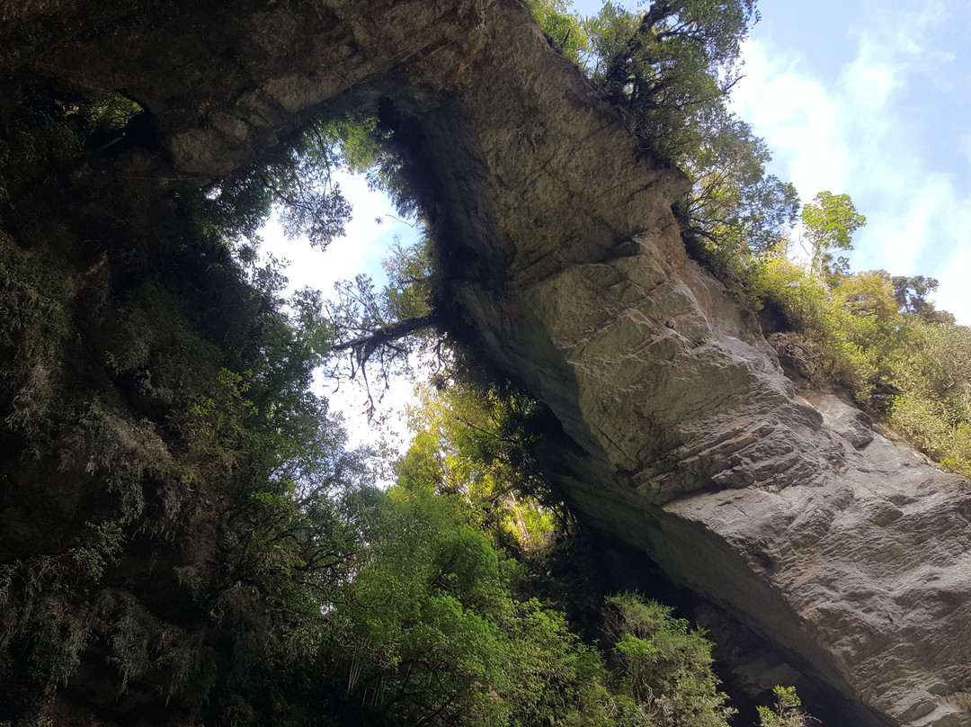 Oparara Basin Walking Tracks景点图片
