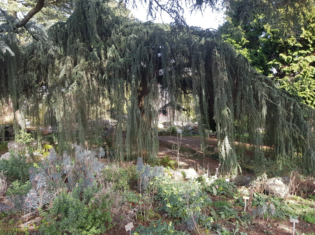 Jardin Botanique Alpin de Meyrin景点图片