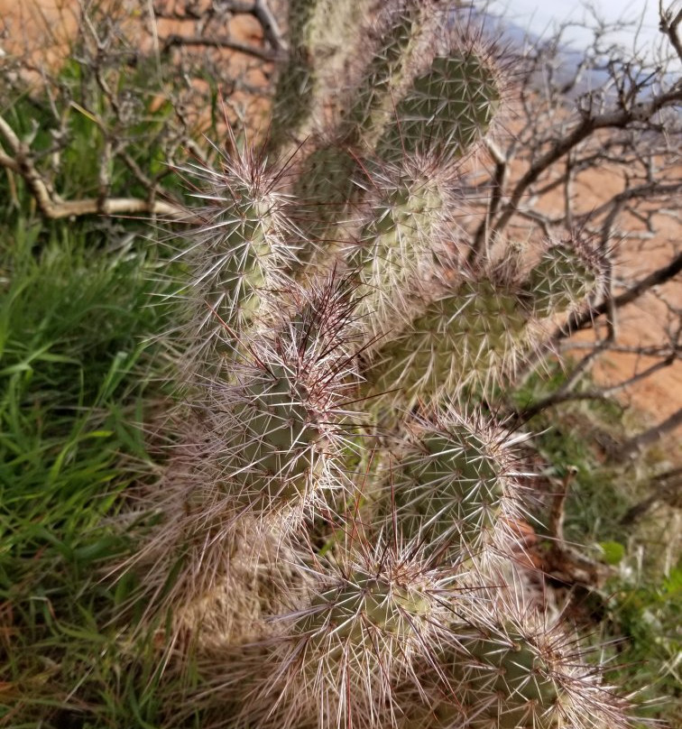 Dixie Sugarloaf-圣乔治必去景点