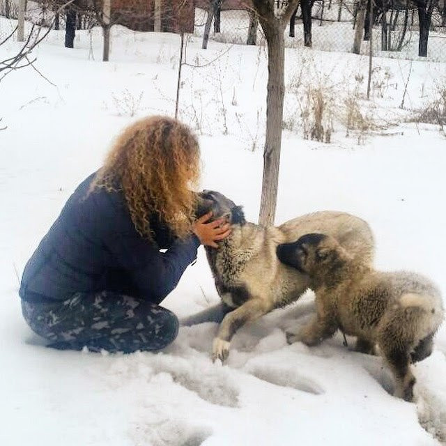 The Green Park Sivas主图