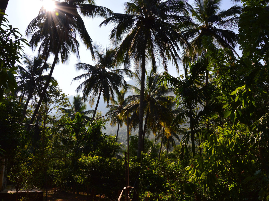 Gingerhill Nest主图