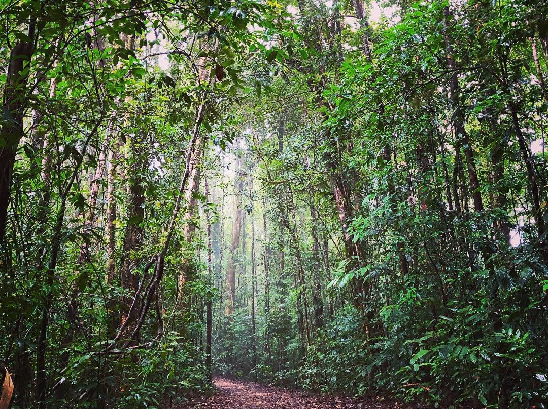 Paluma and Crystal Creek Rainforest景点图片