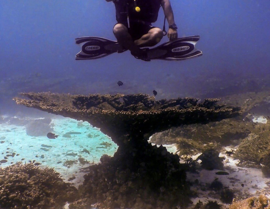 Alrabdan Diving And Sea Tours景点图片